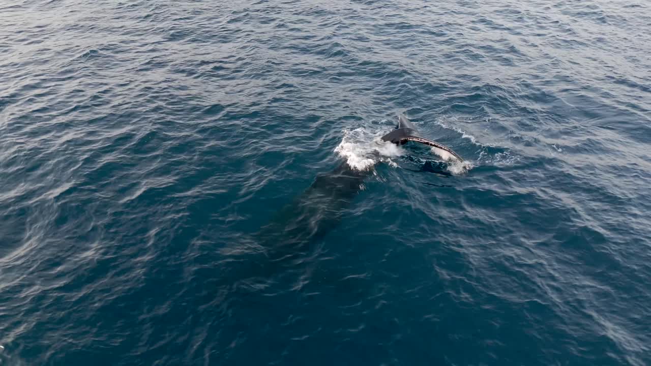 Experience stunning aerial drone footage of a humpback whale blowing in ocean waters, capturing the majesty of marine life in its natural habitat.
