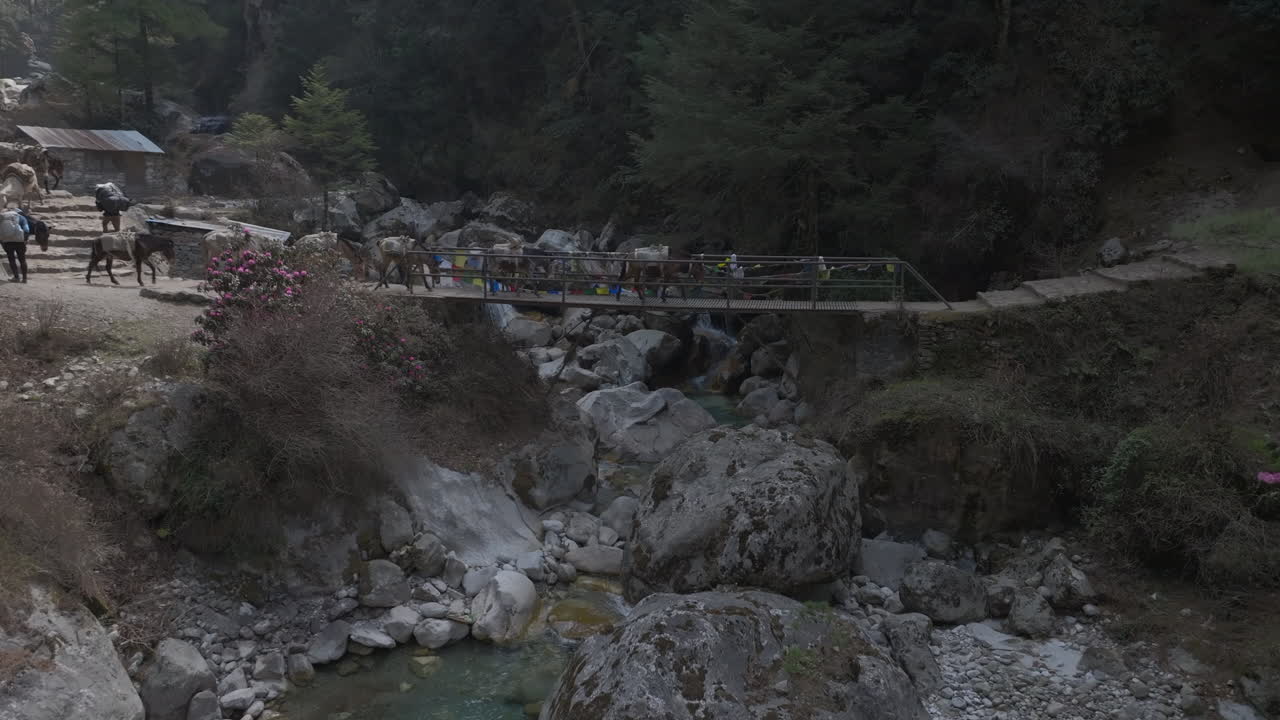 Drone shot of mules carrying tourist luggage crossing a bridge in Everest region; mix of sunlight and shadows adds scenic serenity and adventure tourism