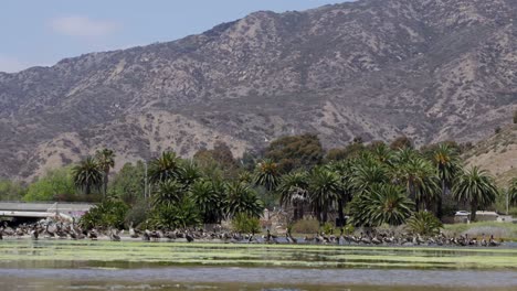 Herd-or-birds-on-the-lake