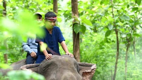 people riding elephants in a forest