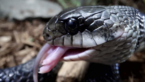 macro close up feeding a canadian black rat snake