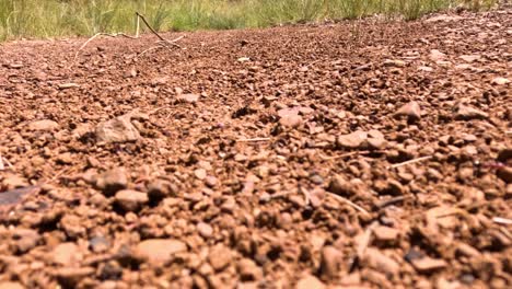 ants moving through dirt, displaying teamwork