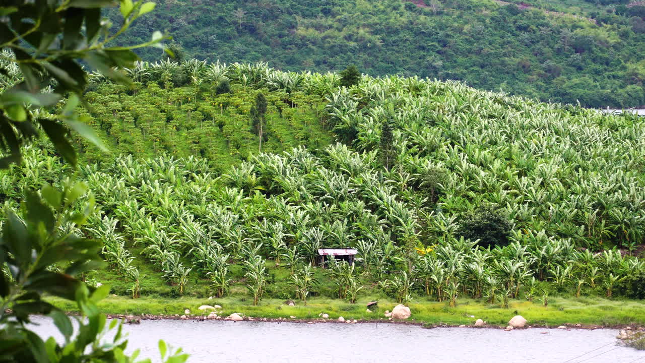 una gran plantación de plátanos junto a una libra de aguas tranquilas, tiro estático