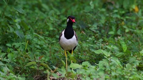 The-Red-wattled-Lapwing-is-one-of-the-most-common-birds-of-Thailand