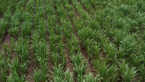 Toma-Aérea-De-Un-Gran-Campo-De-Caña-De-Azúcar-Verde-Tropical-Que-Sopla-En-El-Viento-En-La-Ciudad-Costera-De-Tibau-Do-Sul-En-Rio-Grande-Do-Norte,-Brasil-En-Un-Día-Nublado-Lluvioso