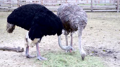 a pair of african ostriches on a farm