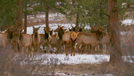 El-Alce-De-Colorado-Escuchó-Un-Gran-Grupo-De-Ciervos-Pandilla-Naturaleza-Animales-Reunidos-En-La-Ladera-De-La-Montaña-Medio-Invierno-Nieve-Montañas-Rocosas-Parque-Nacional-árbol-De-Hoja-Perenne-Teleobjetivo-Zoom-Cinemático-Cámara-Lenta-Todavía-4k