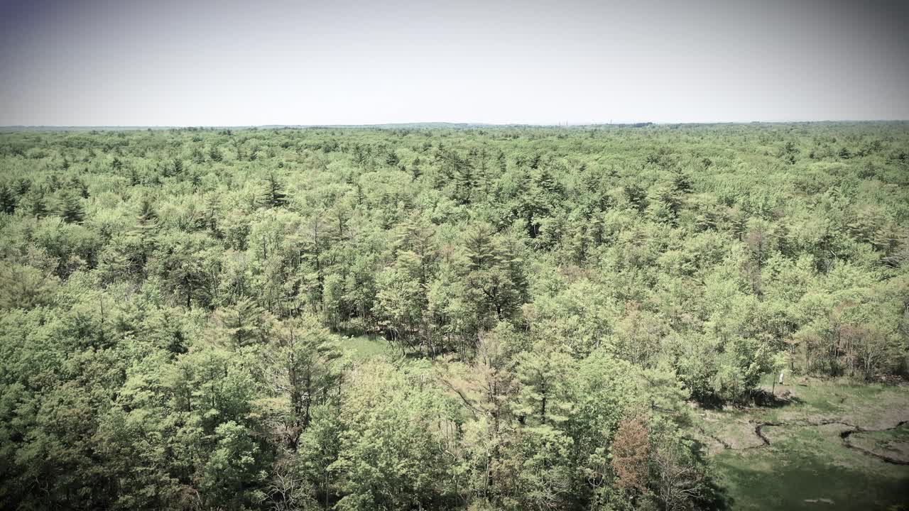 Flying drone footage: Maine swamp forest in black and white. Rivers, creeks, ponds, and green trees become striking monochrome wilderness wetland with wild marsh plants in summer.