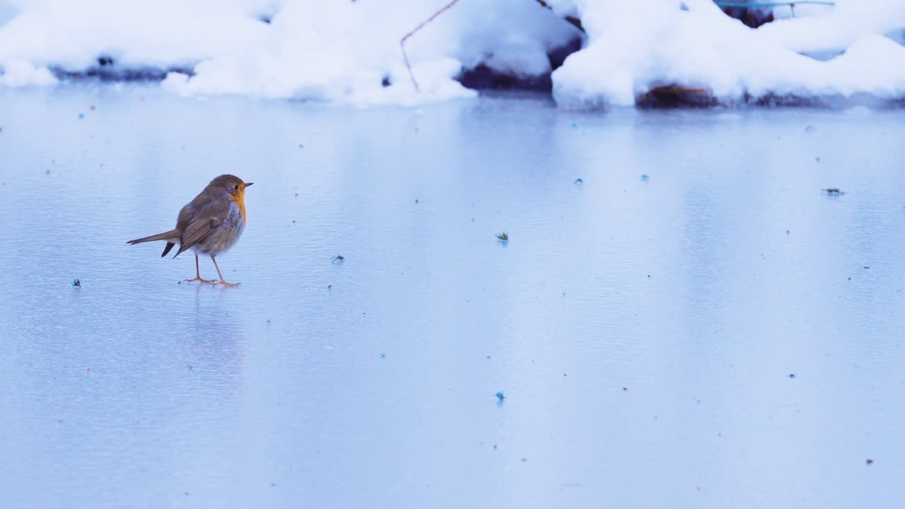 ZEITLUPE Rotkehlchen hüpft über Eisschicht, SCHWENKAUFNAHME