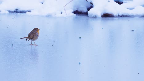 Pájaro-Petirrojo-En-Cámara-Lenta-Saltando-Sobre-El-Suelo-De-Hielo,-Tiro-Panorámico