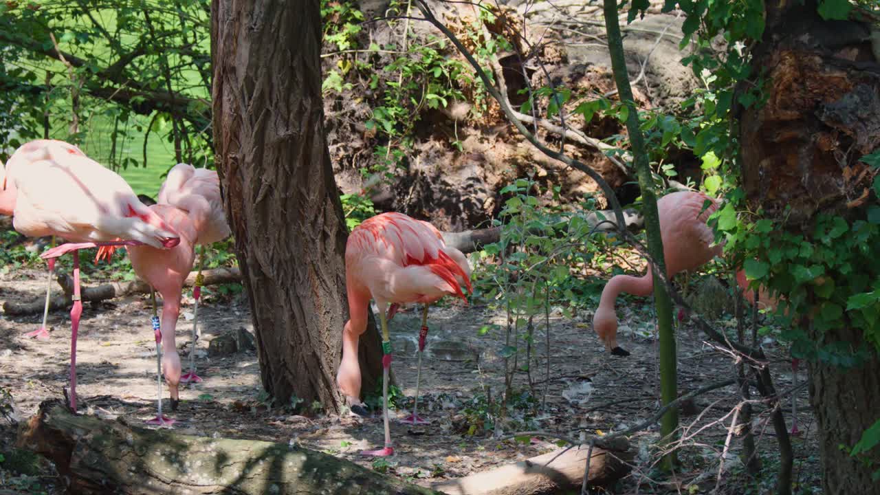 Pink greater flamingos feed and preen among trees in dappled sunlight, camera remains stationary