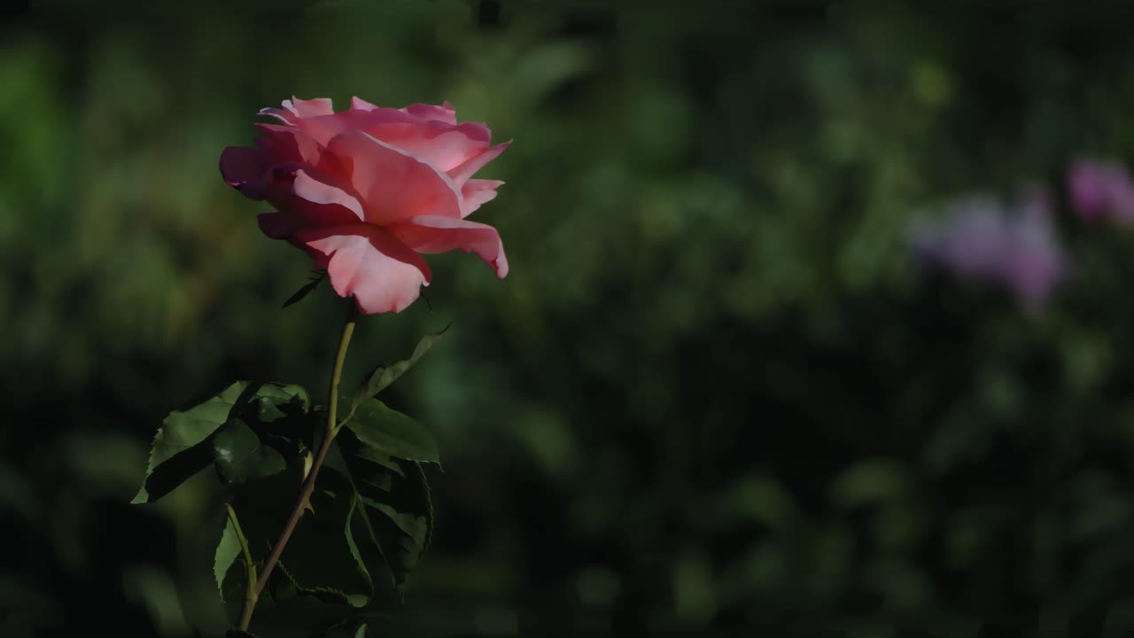 Ripresa statica al rallentatore di una rosa rosa, posizionata sul lato sinistro dell'inquadratura, con uno sfondo a bassa profondità di campo.