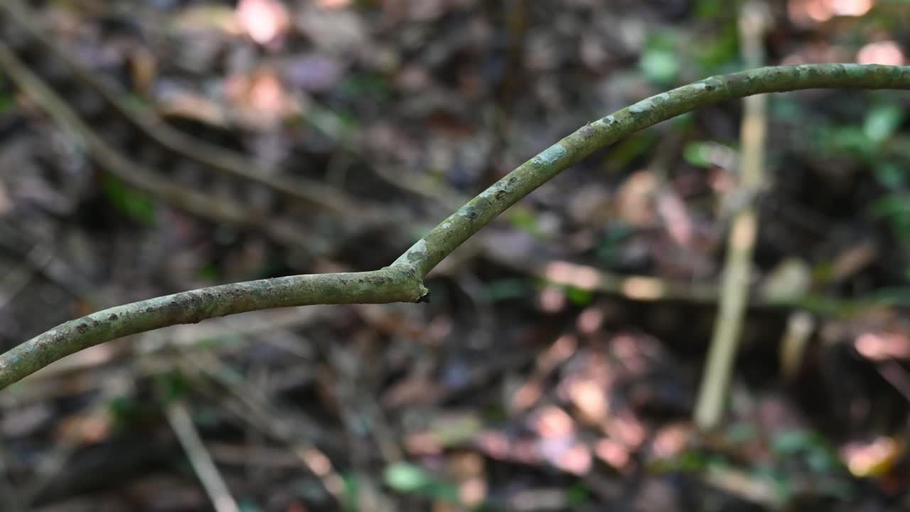 큰 곤충이 입을 들고 주위를 둘러보며 먹이를 새끼들에게 전달합니다. 파란 수염의  ⁇ 벌 먹는  ⁇ 벌 닉티오르니스 아테르토니, 태국