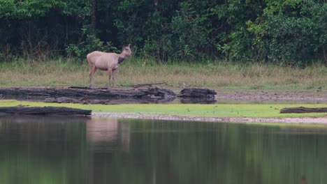 Ciervo-Sambar,-Rusa-Unicolor,-Tailandia