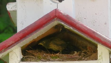 junco birds in a nest in a birdhouse