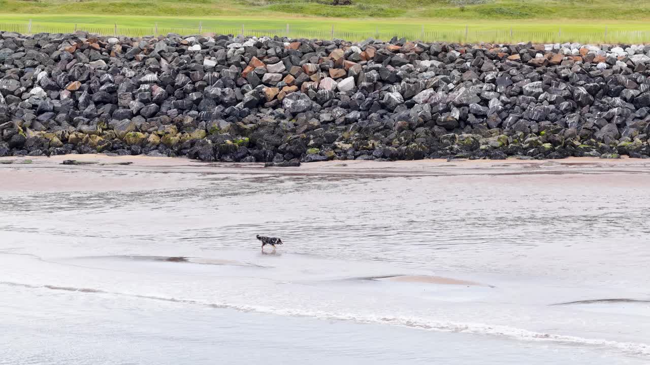 Dog runs across wet sand near rock wall, overcast sky, wide static shot, natural lighting