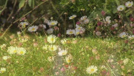 Animation-of-daisy-flowers-over-forest
