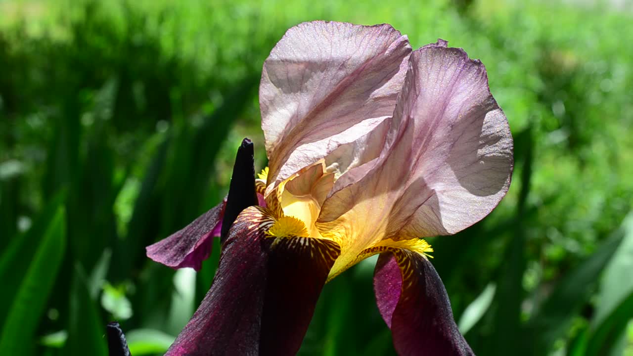 Irisbloem. Lentebloemen, macro-opname