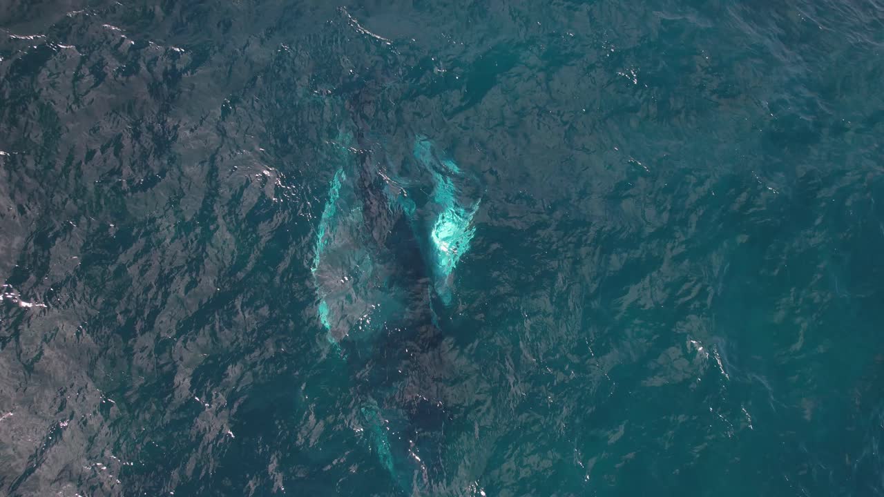 어린 허프백 고래  ⁇ 이 바다에서 어머니와 함께 수영하는 동안 치고 불고 있습니다.