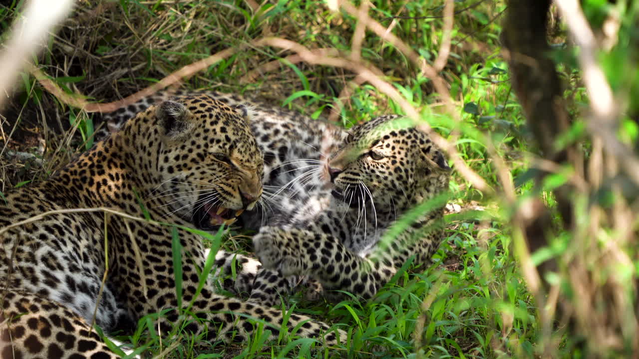 dos leopardos tumbados a la sombra, gruñendo e interactuando juguetonamente, áfrica