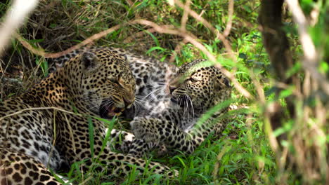 two leopards lying in shade, snarling and playful interaction, africa