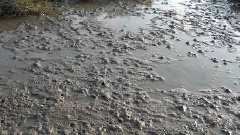 Static-shot-capturing-the-ecosystem-of-Gaomei-wetland-preservation-area,-with-movements-of-many-species-of-crustaceans-and-burrows-on-coastal-tidal-flats,-Taichung,-Taiwan