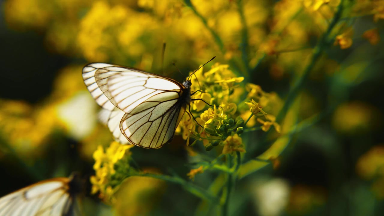 Farfalle bianche si posano su fiori giallo brillante. La luce soffusa del sole evidenzia i delicati disegni delle ali. Una leggera brezza muove leggermente i petali. La scena appare pacifica, serena e naturale.