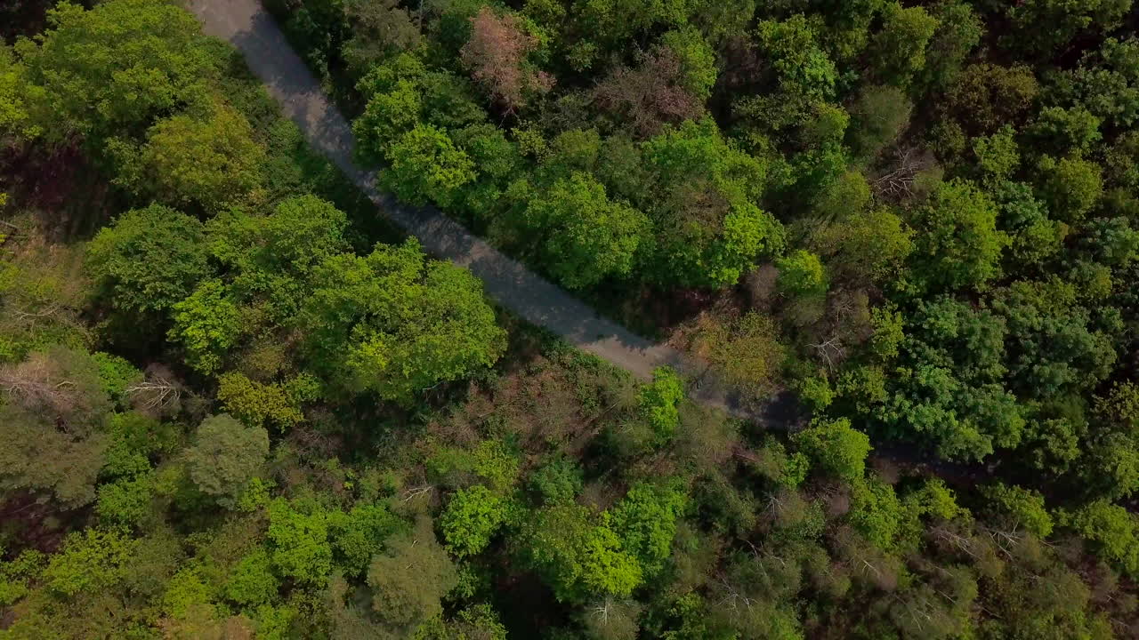 나무가 많은 숲을 통과하는 경로의 하향식 보기