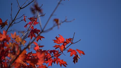 Handheld-shot-of-close-up-maple-leaves-vivid