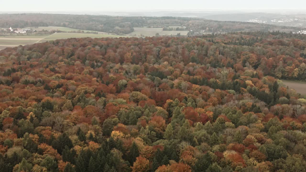 Drone steadily flies forward over a vast expanse of colorful autumn forest in Germany, revealing rich seasonal hues and landscape depth