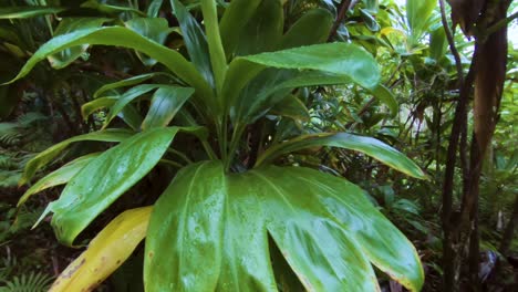 tracking shot of broad leaf tropical plant along kalalau trail in kauai, hawaii