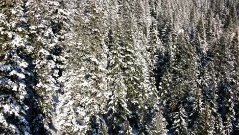 Foto-De-Perfil-Lateral-De-Pinos-Cubiertos-De-Nieve,-Abetos,-Abetos-Bajo-El-Cálido-Sol-En-Una-Colina-En-Invierno-En-El-Valle-De-Nicola-Cerca-De-Merritt,-Bc-Canadá