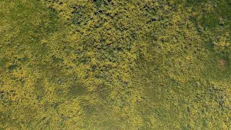 subiendo en flores silvestres de escoba escocesa amarilla en el campo durante la primavera