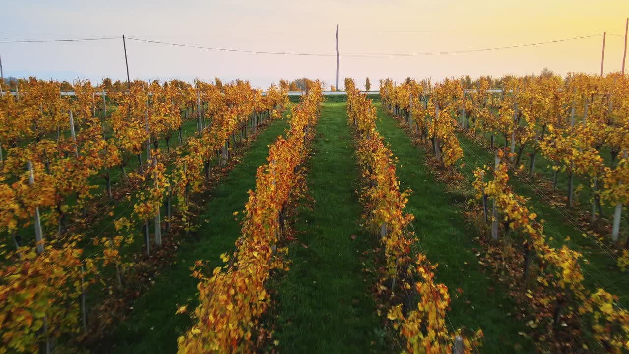 Sorvolo radente con drone tra filari di vigneti autunnali con foglie dorate