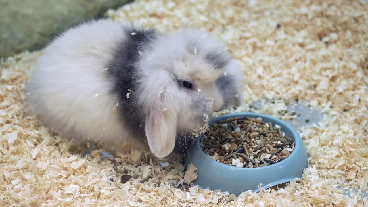 A bunny eating food from a bowl