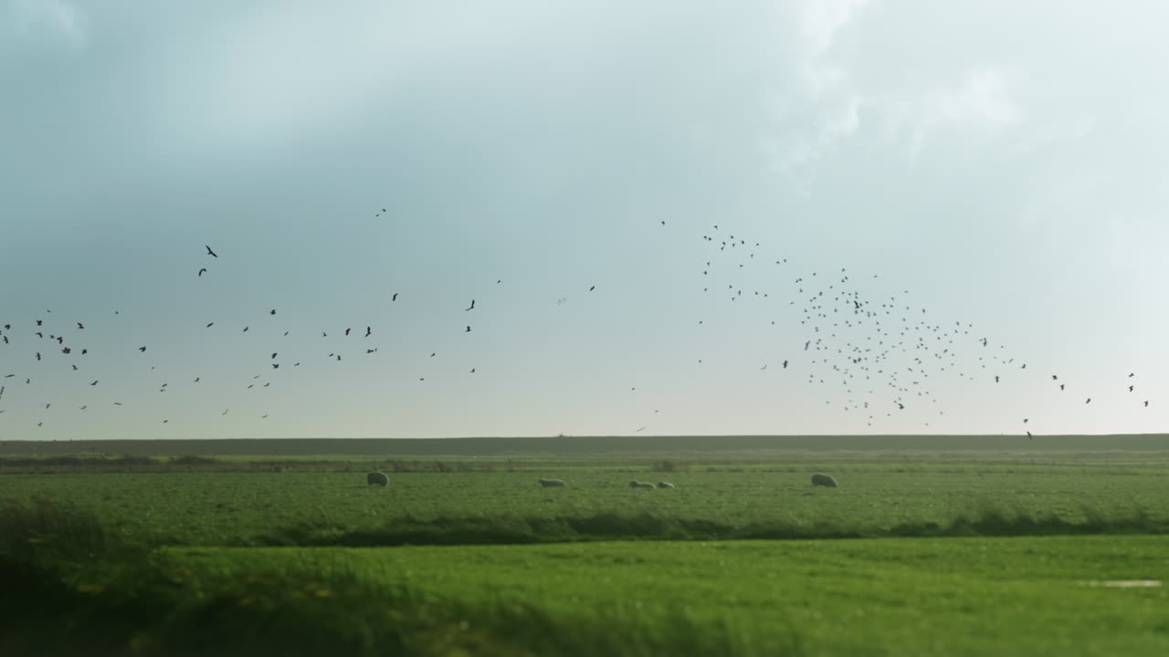 폭풍우 치는 하늘에 작은 새 떼가 날아간다