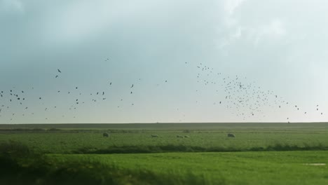 Ein-Schwarm-Kleiner-Vögel-Fliegt-Am-Stürmischen-Himmel