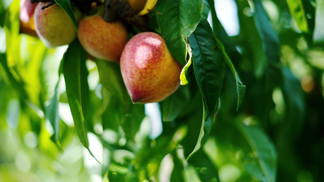 Close up of ripe peaches on a tree branch in the sun