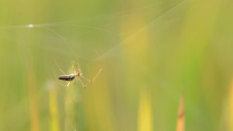 spider busy in constructing the web at paddy field