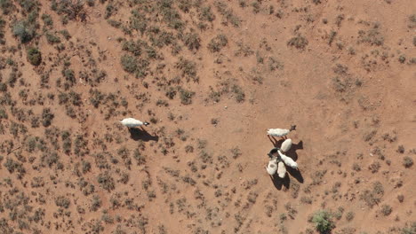 vista escénica directamente sobre el rebaño de ovejas dorper blancas en suelo árido de tierra seca, cabo oriental, sudáfrica, estática aérea superior