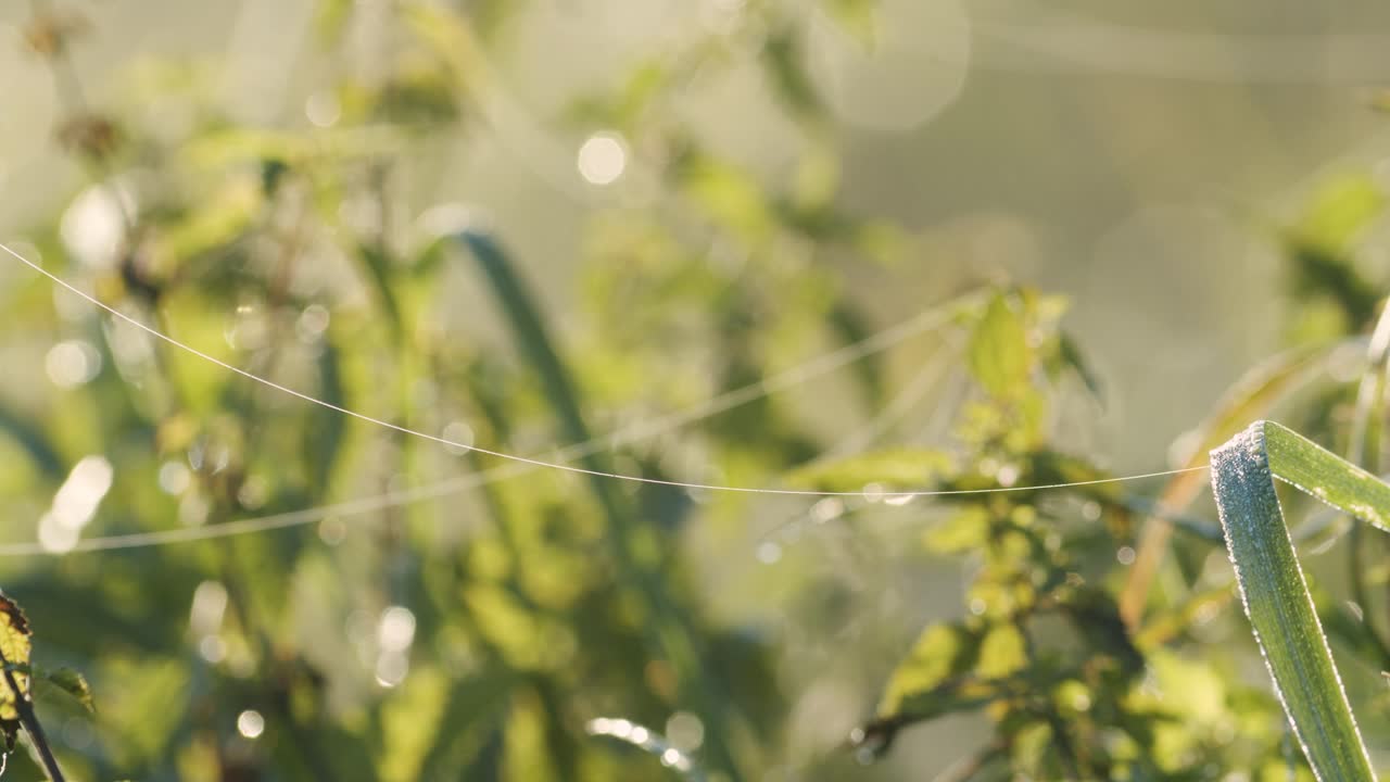 아침 이슬로 가득한 거미줄 일출 빛에 물방울