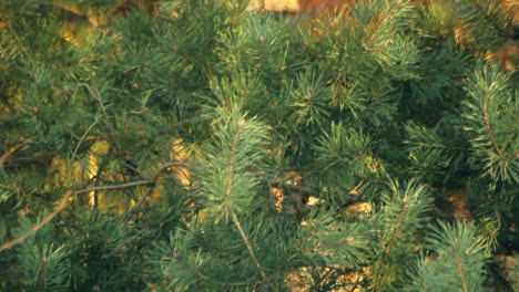 pino con ramas de pino verde. hojas de aguja de pino. de cerca