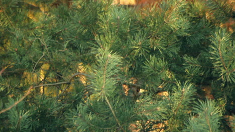 pine tree with green pine branches. pine tree needle leaves. closeup