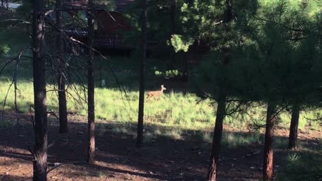 Early-morning-light-illuminates-a-deer-wanders-into-a-forest-clearing,-Flagstaff,-Arizona