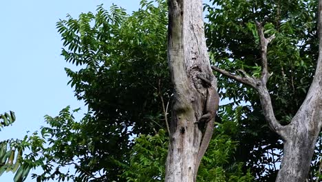 El-Lagarto-Monitor-Nublado-Se-Encuentra-En-Tailandia-Y-Otros-Países-De-Asia