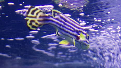 a vibrant striped fish glides gracefully through the aquarium showcasing the beauty of marine life.