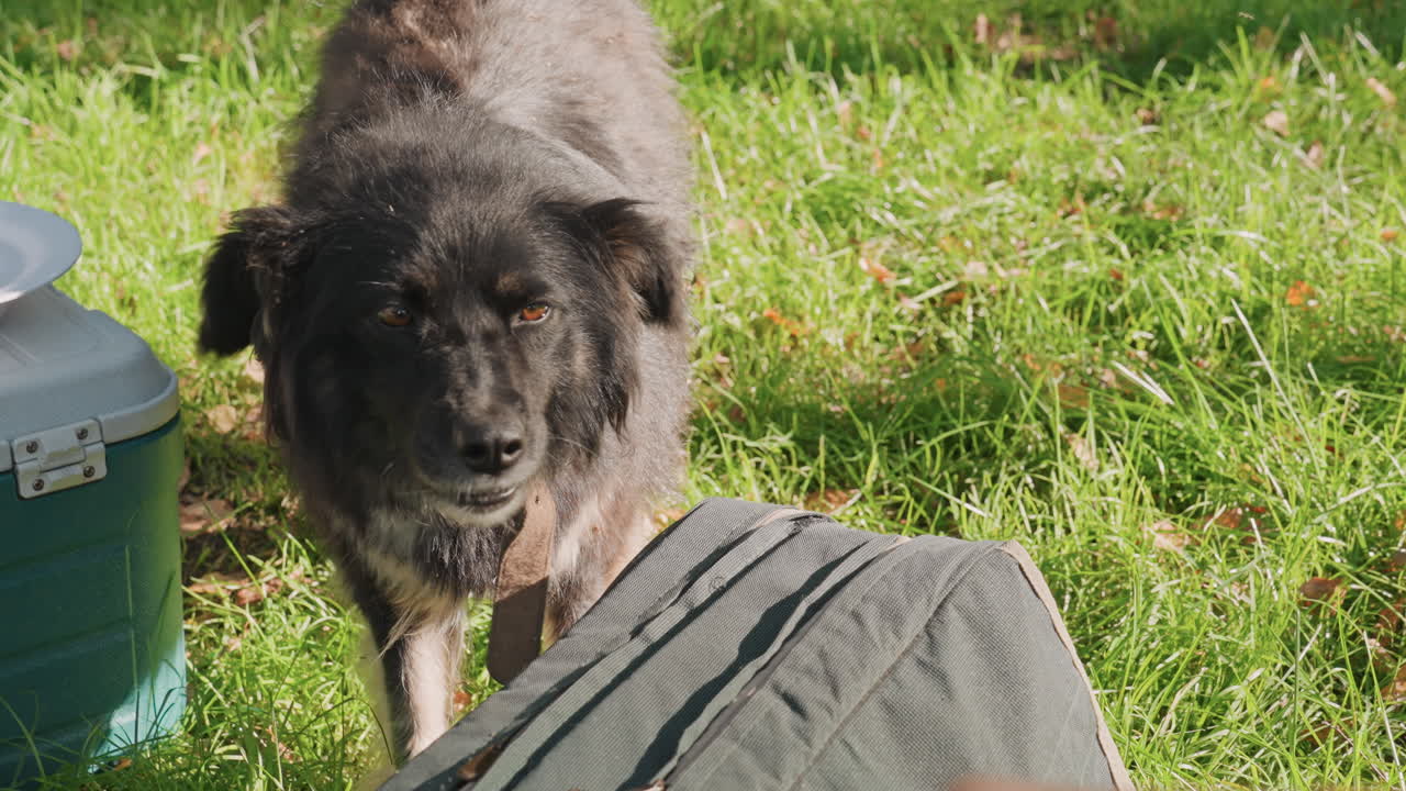 Playful scene of dog and camper outdoors. Sunlit encounter between dog and camper sharing food and fun. Bright sunny day captures fluffy dog eagerly licking treat near camping gear