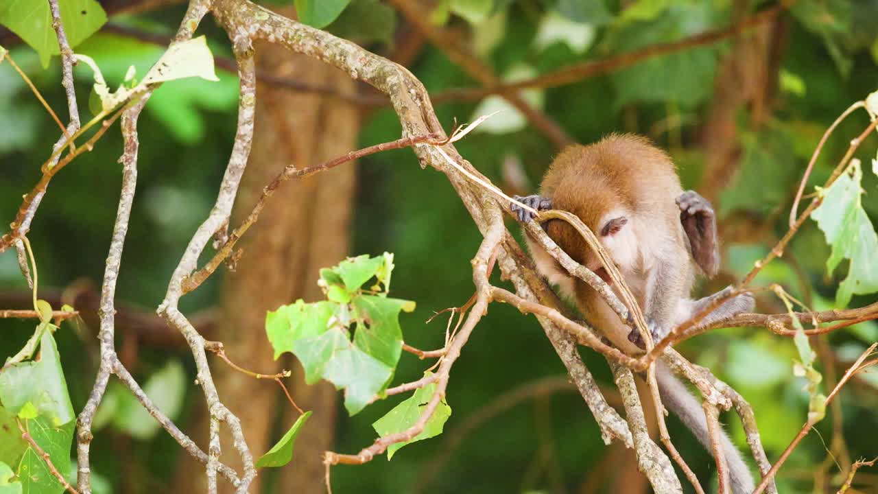 울창한 초록색 속의 가지에 앉아 있는 원이