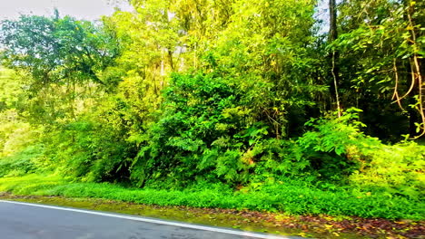 driving along lombok’s streets with views of vibrant green nature and tropical scenery