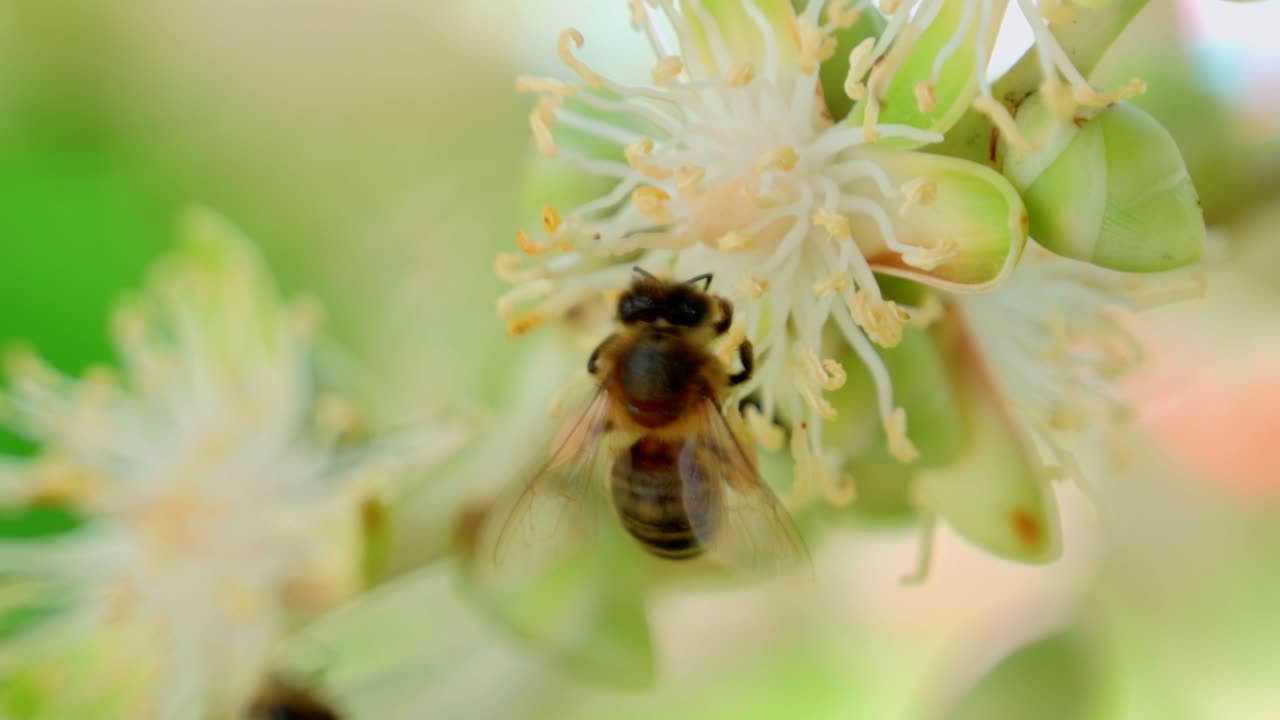 abeja trabajadora en el trabajo de primer plano